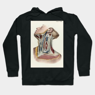 Neck fascia, 1866 illustration (C042/4634) Hoodie